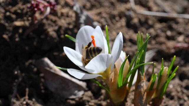 White crocus (Crocus vernus) with a honeybee (Apis mellifera) collecting nectar in the flower in the wild in spring, Ukraine