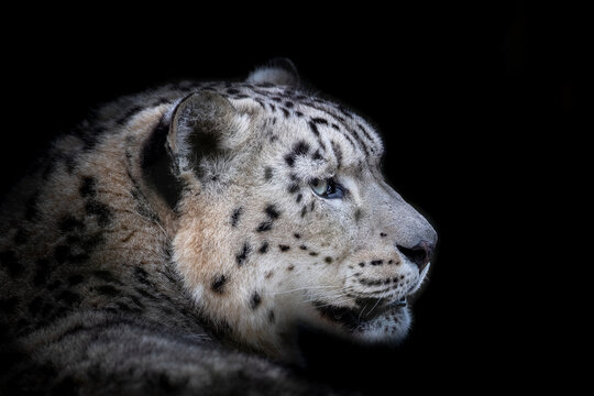 Side portrait of an adult snow leopard, panthera uncia, on black background with space for text. This vulnerable big cat is indigenous to the mountains of central and south Asia