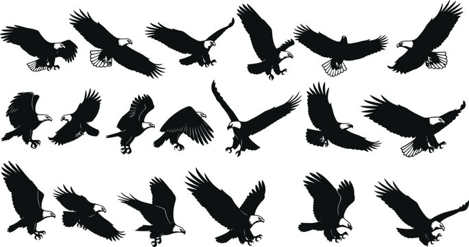 Bald eagle silhouette vector illustration set, black flying hawk icons, majestic bird of prey collection isolated on white background, nature.