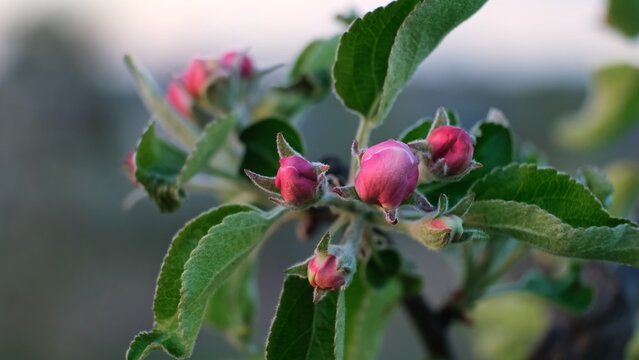 Pink blooming apple tree flowers swaying in the wind on a blurred background, close-up front view. Blossoming orchard. Pollination problem. Fruit garden treatment concept. Beauty in nature.