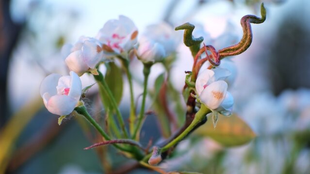 A blooming apple tree flowers swaying in the wind on a blurred background, close-up side view. White and pink petals in blossoming orchard. The problem of pollination. Beauty in nature.