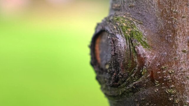  Close-up of a stump from a cut branch on a tree. Gardening concept. Proper pruning of fruit trees. Protection against pests, garden rot and other tree diseases. Tree eye. High quality 4k footage.