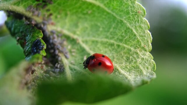 Ladybug and aphid on leaf. Insects pests affect plant, garden and orchard. Eat leaves and fruits of plants. Protection from vermin and diseases. The cycle of life in nature. High quality 4k footage.