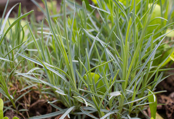 Fototapeta premium Close up of young carnation flower seedlings growing in soil, green sprouts of ornamental garden dianthus plants in spring nursery bed