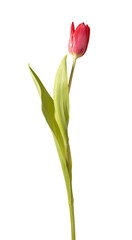 Single red tulip flower standing upright with green stem and leaves isolated white background. Minimal composition showing natural plant structure clearly. Botanical concept for simplicity © valiantsin