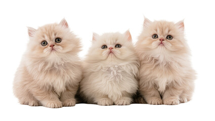 Isolated three adorable fluffy light-colored Persian kittens posing together looking at camera © Sindre