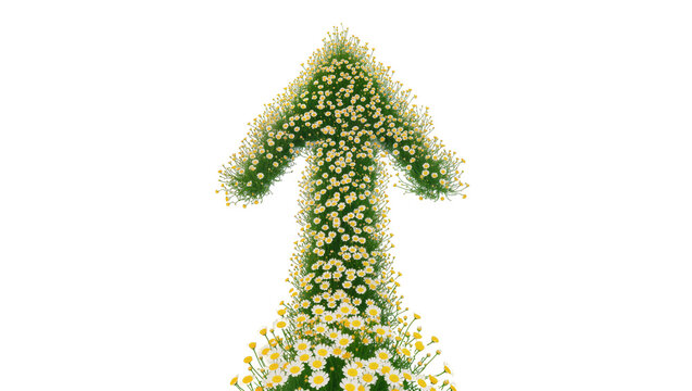Isolated green arrow made of fresh foliage and blooming yellow daisy flowers, upward direction symbol