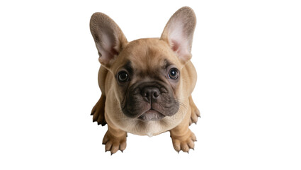 Fototapeta premium Isolated adorable fawn French Bulldog puppy looking up, cute pet dog with big ears