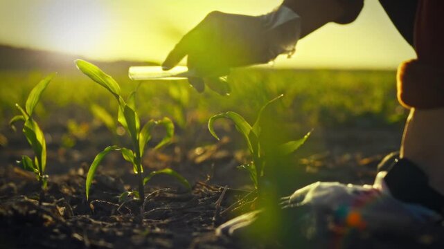 Rural agricultural worker precision-applies fertilizer from laboratory test tube directly to the soil among rows of vast corn crop, harnessing chemicals to stimulate growth in the expansive open field