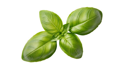 Obraz premium Isolated fresh green basil leaves. Aromatic herb for healthy cooking and seasoning.