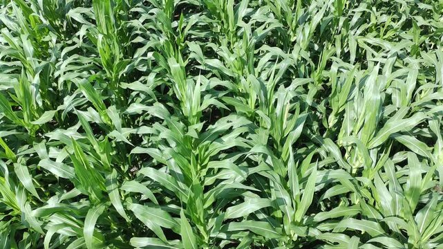 corn plants during the day