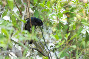 Obraz premium Curious Southern black tit perched in the middle of lush leaves and looking around in Moremi Game Reserve, Botswana