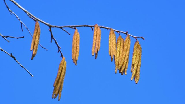 Male catkins against a blue sky, hanging yellowish catkins appearing in early spring, flowering common hazel (Corylus avellana), also known as hazelnut, Ukraine.