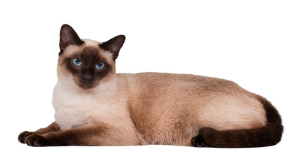 Isolated Siamese cat lying down gracefully, looking at camera with striking blue eyes, elegant domestic animal © Sindre