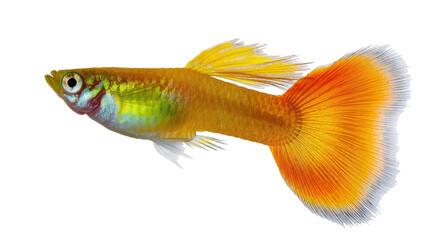 Isolated vibrant orange and yellow male guppy fish with flowing fins, beautiful aquatic pet © Ryan
