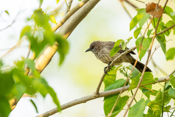 Obraz premium Arrow-marked babbler perched in the shade of a large tree in Moremi Game Reserve, Botswana