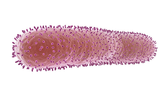 Isolated microscopic view of a rod-shaped bacterium with surface fimbriae and cellular pores