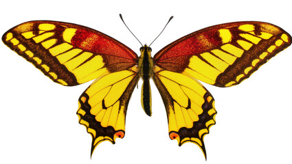 Isolated beautiful colorful butterfly with vibrant yellow and striking red wings spread © Sindre