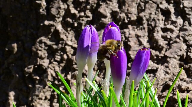 Spring crocus flowers, probably Crocus tommasinianus, among the first harbingers of spring, with a honey bee collecting nectar from the flower in the wild during spring, Ukraine