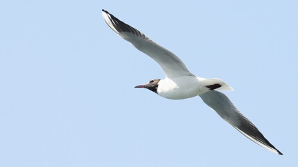 Fototapeta premium Common Black-headed Gull in flight, Larus ridibundus, birds of Montenegro