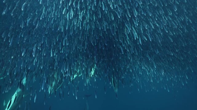 Dolphins hunting attack sardine run and feeding in south africa ocean blue water sea. Beit ball wild coast. Aquatic animals underwater nature. Wildlife. Unique phenomenon of sea marine animals.