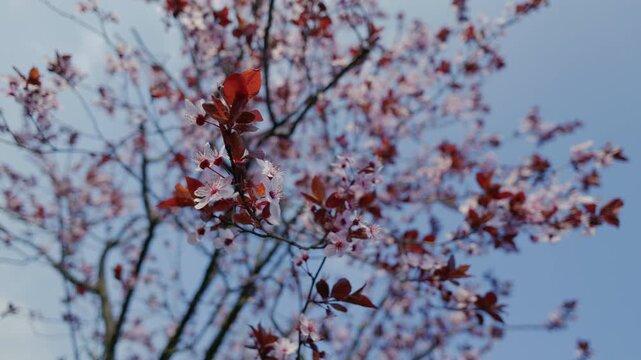 Branches of a blossoming tree with delicate pink petals and burgundy leaves against a spring blue sky. Bokeh effect.