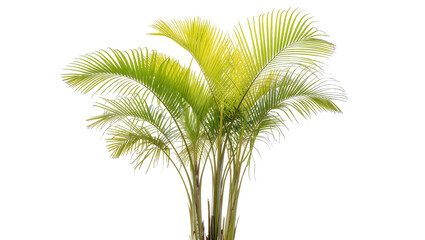 Obraz premium Isolated lush green tropical palm plant with vibrant long arching fronds and slender stems