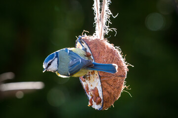 a blue tit on at a coconut for birds, at a spring morning in the garden © DoreenB. Photography