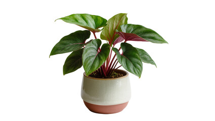 Isolated vibrant tropical houseplant in a decorative two-tone ceramic pot with unique foliage © Trym
