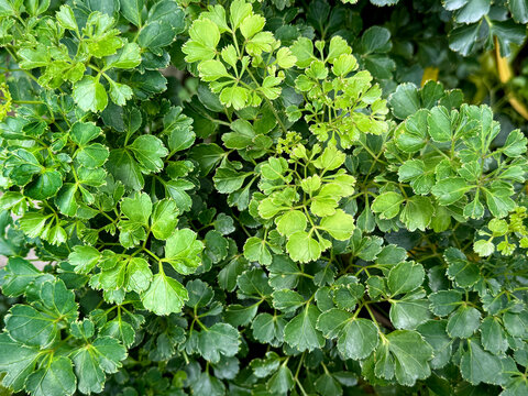 Close up of green clover plants called Polyscias guilfoylei or geranium aralia. A type of evergreen shrubs used for decorative bushes and gardening. Macro nature photography. Seamless background 