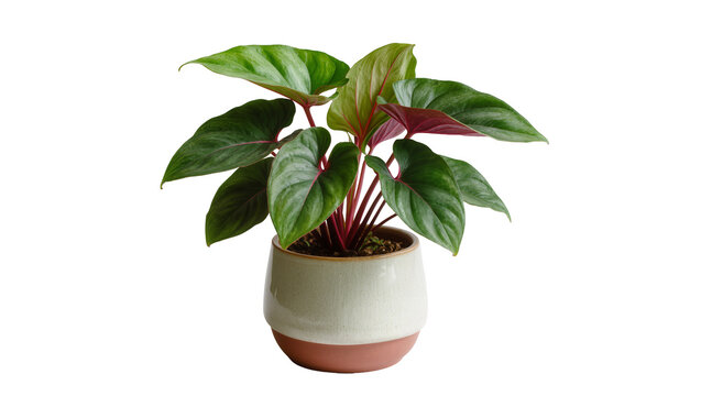 Isolated vibrant tropical houseplant in a decorative two-tone ceramic pot with unique foliage