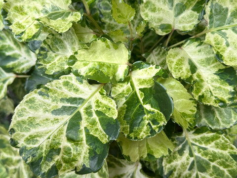 Close up leaves of dinner plate aralia or polyscias balfouriana. A typical green shrubs with green leaves and unique white green veins. A tropical decorative bushes used in gardening. Nature photograp