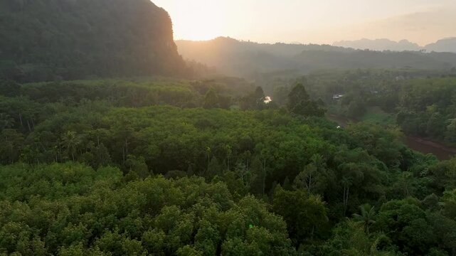 Aerial view of dense green forest meeting the Khao Sok river under a soft sunrise, creating a scene of natural harmony, Khao Sok, Surat Thani, Thailand.