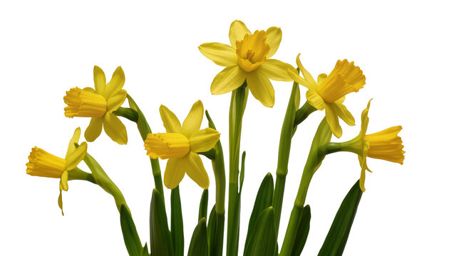 Isolated beautiful bunch of vibrant yellow daffodils with green stems, symbolizing spring