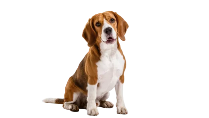 Fotobehang Hond Isolated adorable beagle dog sitting and looking at the camera with a happy friendly expression  © Radovan