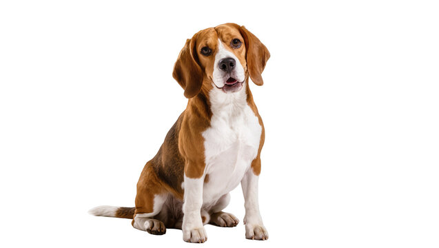 Isolated adorable beagle dog sitting and looking at the camera with a happy friendly expression