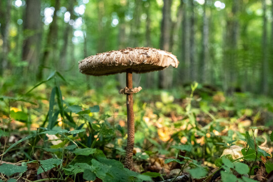 Close-up of a parasol mushroom against an autumn forest background, Bialowieza Forest