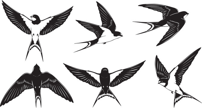Swallow Bird Silhouette Set in Flight Flying Bird Vector Collection