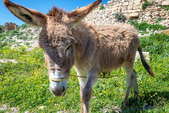 Donkey standing in a field at Dougga, Tunisia