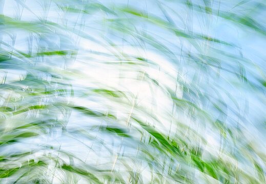 Pflanzen im Wind