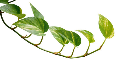 Isolated Pothos vine with vibrant green and yellow variegated leaves, natural plant branch © Trym