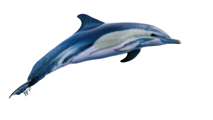 Obraz premium Isolated graceful striped dolphin swimming with elegant motion, beautiful marine mammal