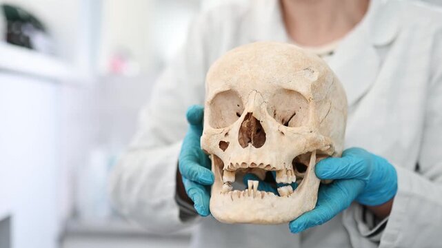 A doctor holds human skull against a blurred background. Archaeological excavations, a symbol of death. Stomatologist showing old skull and teeth