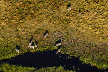 An aerial of a herd of Burchell's zebras drinking from a small stream in Okavango delta in Botswana © adamikarl