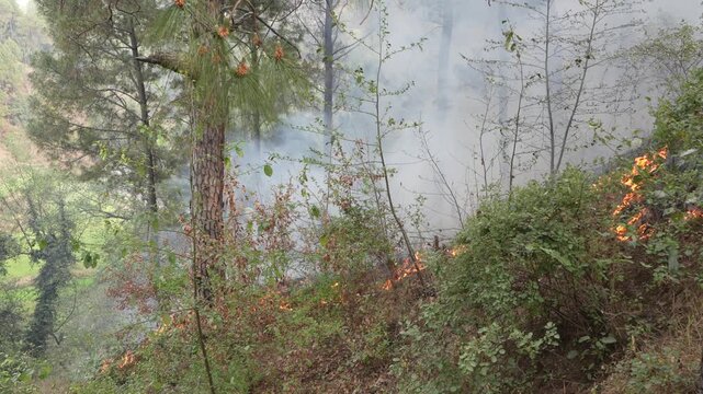 Wildfire smoke and flames moving through pine forest hillside