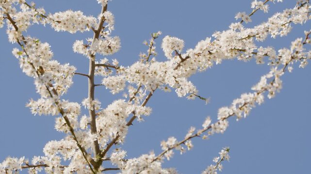 A blooming plum tree