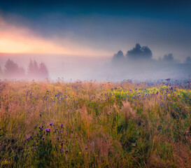 Naklejka premium Unbelievable summer view of foggy mountain valley. Magnificent sunrise on Transcarpathian, Ukraine, Europe. Stunning morning scene of Carpathian mountains. Beauty of nature concept background.