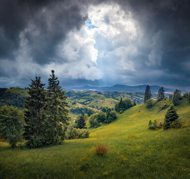 Dramatic summer view of green mountain countryside. Majestic evening scene of fir tree forest in Carpathian mountains, Kvasy village location, Ukraine. Beauty of countryside concept background.