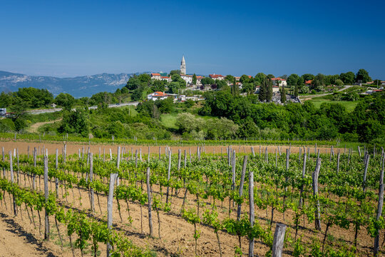 View of vibrant green vines reaching towards a distant hilltop village crowned with a striking church tower, all under a vast, clear blue sky, Pazin, Istria County, Croatia.