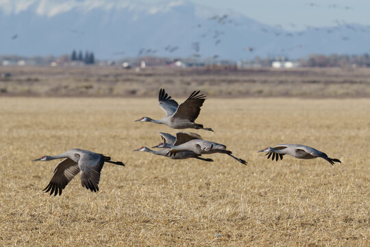 Migrating Greater Sandhill Cranes in Monte Vista, Colorado